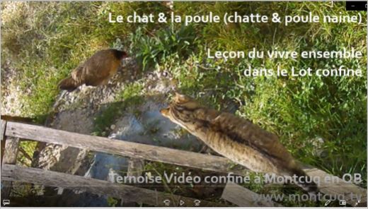 la chatte et la poule