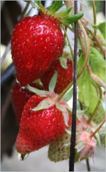 photo de fraise