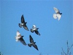 photo du vol des pigeons