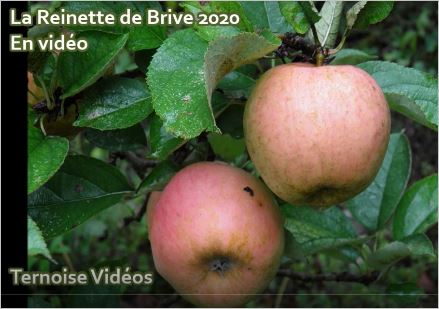 pomme reinette de brive photo vido