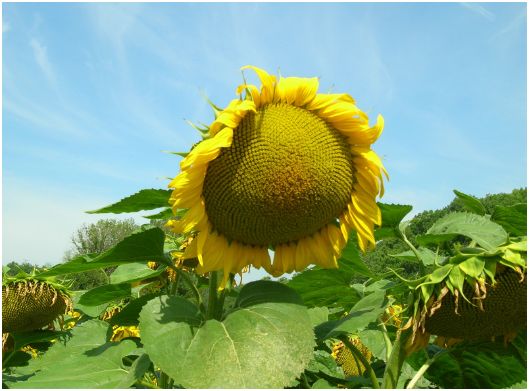 tournesol du quercy blanc