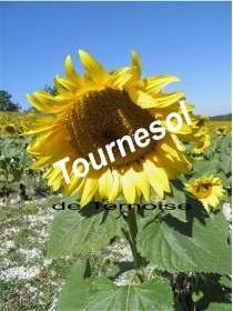 tournesol de Stphane Ternoise