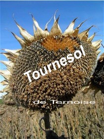 photo de tournesol de Stphane Ternoise